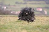 PULI 046